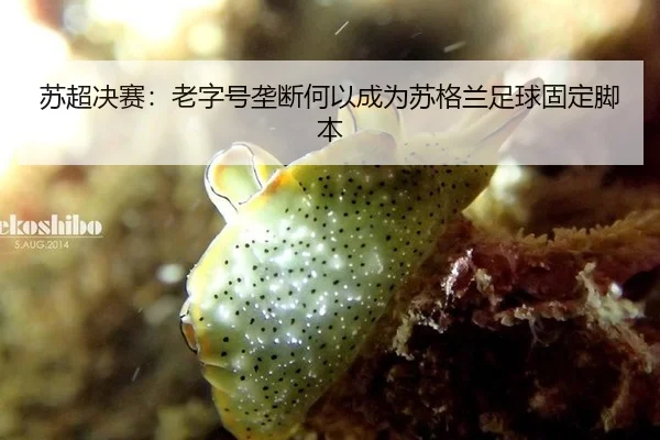 苏超决赛：老字号垄断何以成为苏格兰足球固定脚本
